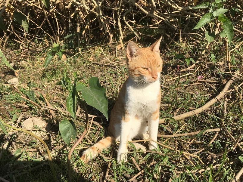 ナイルねこと通りのねこ ナイルを渡る風